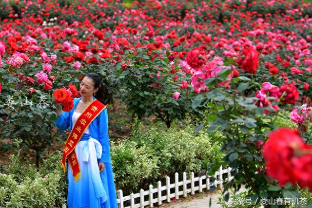 贵州遵义新蒲：月季花开引客来，美女点缀花丛中