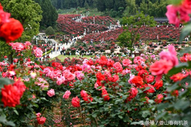 贵州遵义新蒲：月季花开引客来，美女点缀花丛中