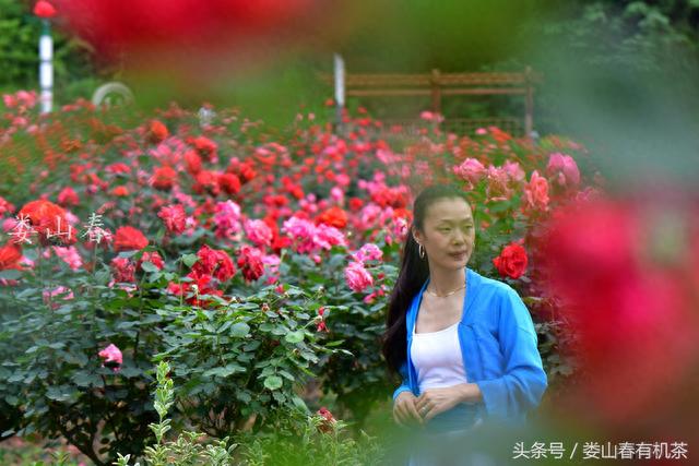 贵州遵义新蒲：月季花开引客来，美女点缀花丛中