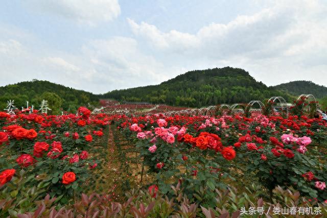 贵州遵义新蒲：月季花开引客来，美女点缀花丛中