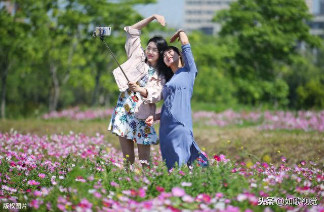 江苏南通300亩格桑花海盛开，引众多美女竞相自拍留念，千娇百媚