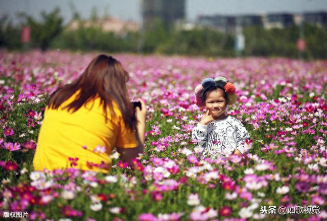 江苏南通300亩格桑花海盛开，引众多美女竞相自拍留念，千娇百媚