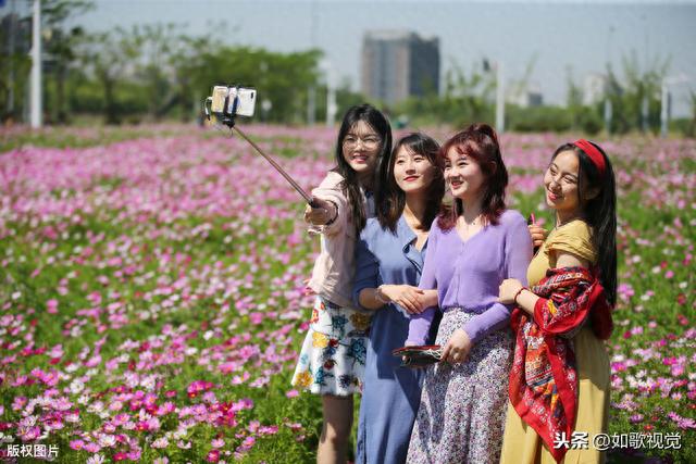 江苏南通300亩格桑花海盛开，引众多美女竞相自拍留念，千娇百媚