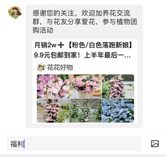 养殖美女樱，做好3点，长势没问题！