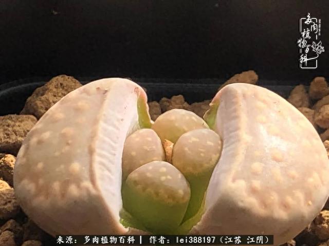 给多肉生石花来个“剖腹产”，掰屁有惊喜！