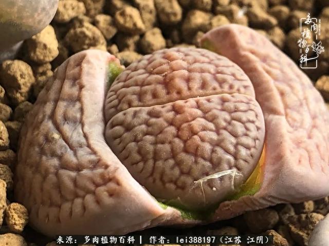 给多肉生石花来个“剖腹产”，掰屁有惊喜！