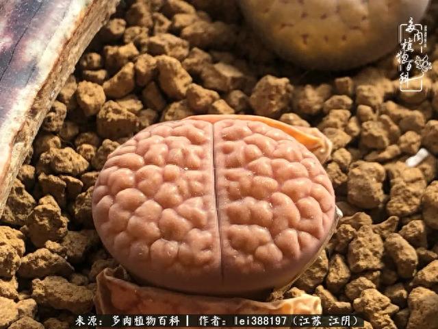 给多肉生石花来个“剖腹产”，掰屁有惊喜！