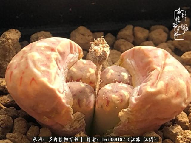 给多肉生石花来个“剖腹产”，掰屁有惊喜！