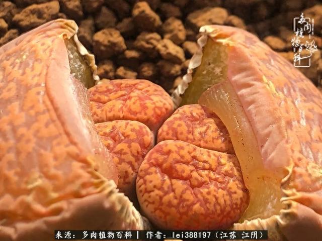 给多肉生石花来个“剖腹产”，掰屁有惊喜！