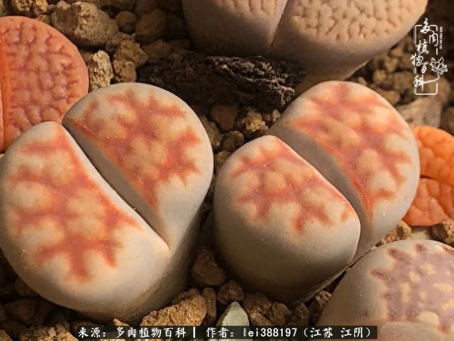 给多肉生石花来个“剖腹产”，掰屁有惊喜！