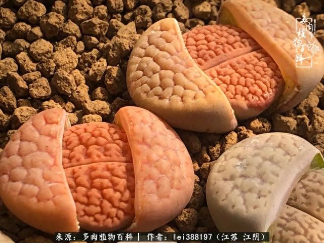 给多肉生石花来个“剖腹产”，掰屁有惊喜！