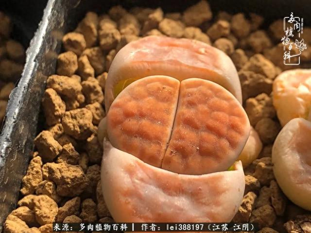 给多肉生石花来个“剖腹产”，掰屁有惊喜！