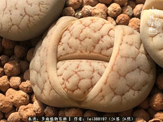 给多肉生石花来个“剖腹产”，掰屁有惊喜！