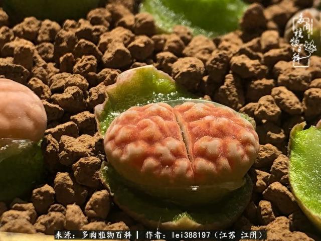 给多肉生石花来个“剖腹产”，掰屁有惊喜！