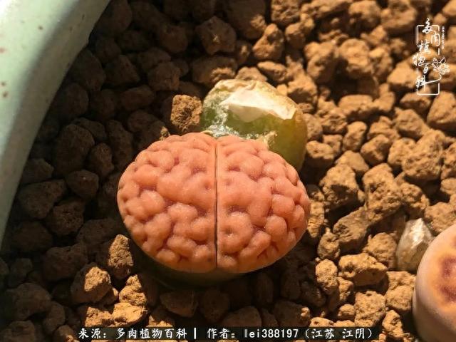 给多肉生石花来个“剖腹产”，掰屁有惊喜！