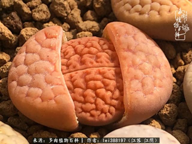 给多肉生石花来个“剖腹产”，掰屁有惊喜！