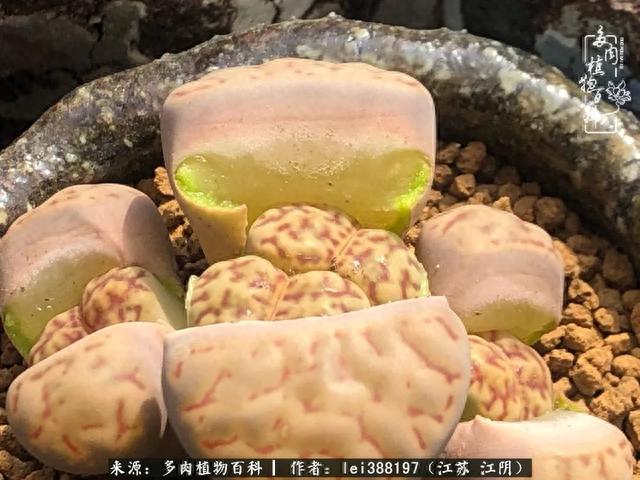 给多肉生石花来个“剖腹产”，掰屁有惊喜！