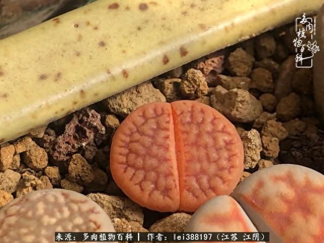 给多肉生石花来个“剖腹产”，掰屁有惊喜！