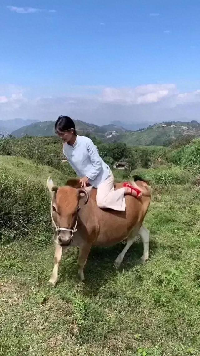 美女乡间放牛瞬间