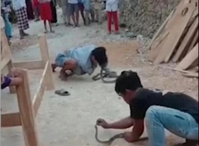 惊险表演失控！印尼耍蛇人亲吻眼镜蛇，却被咬致命。