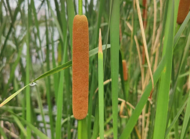 香蒲，又称水蜡烛、鬼蜡烛，有4大作用，价值极高，农民要了解！