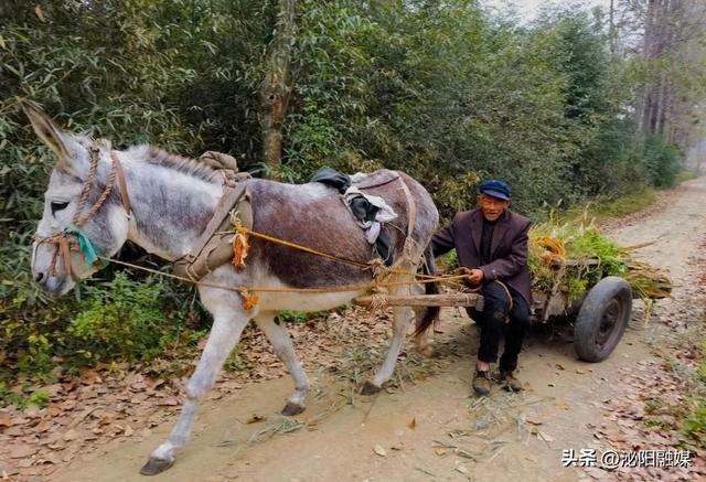 泌阳盘古山区风景线：吴运忠和他的毛驴车