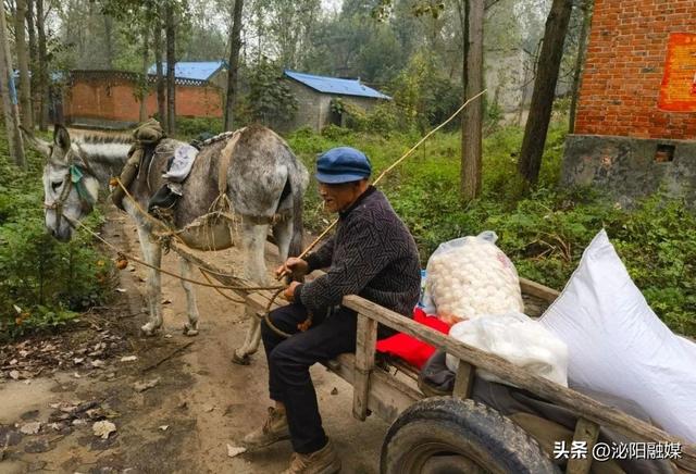 泌阳盘古山区风景线：吴运忠和他的毛驴车