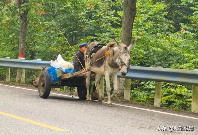 泌阳盘古山区风景线：吴运忠和他的毛驴车