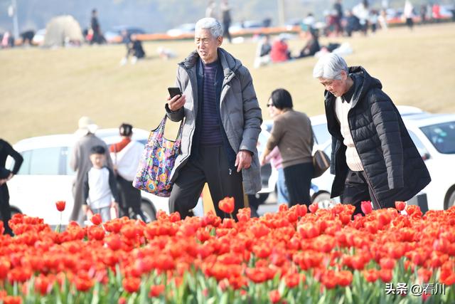 航拍正月里的成都兴隆湖，赏花人群、车流人山人海