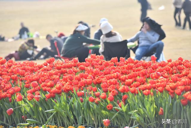 航拍正月里的成都兴隆湖，赏花人群、车流人山人海