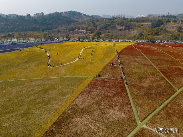 航拍正月里的成都兴隆湖，赏花人群、车流人山人海