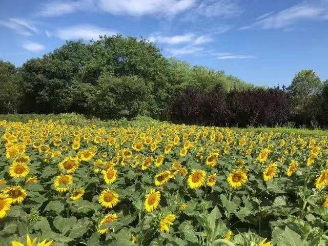 来郑州植物园邂逅最美的向日葵花海