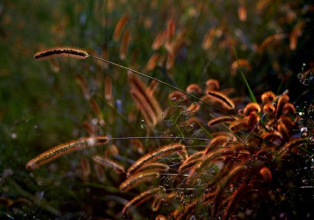 「诗词鉴赏」小草｜野火烧不尽 春风吹又生