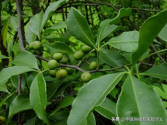 每日一味抗癌中药——飞龙掌血，散瘀止血、祛风除湿、消肿解毒