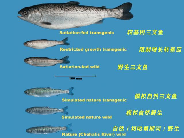 美国转基因三文鱼为“生长激素鱼”？民众拒购，450吨鱼卵或滞销