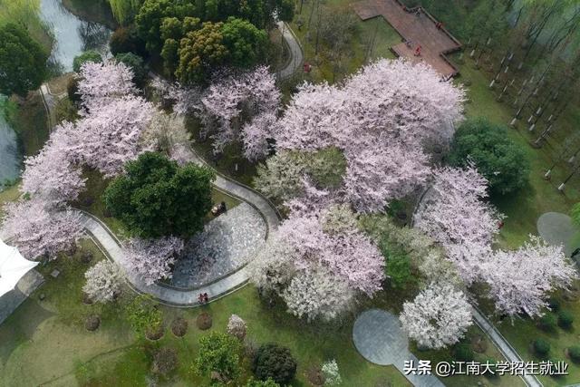 高清大图来袭！坐拥神仙颜值，江苏高校最美“校花”惊艳这个春天！