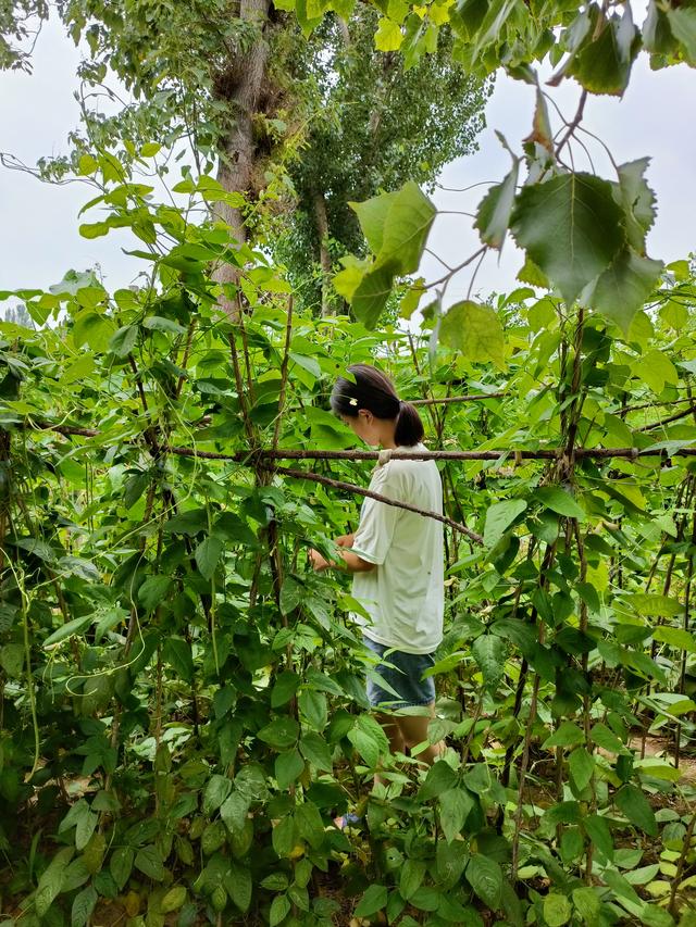 沧州吴桥女孩崔晓玉获阿里巴巴天天正能量联合燕赵都市报颁发的正能量励志学子追梦奖学金一万元