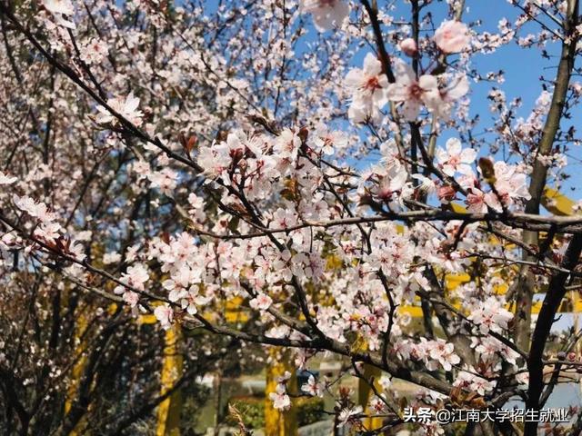 高清大图来袭！坐拥神仙颜值，江苏高校最美“校花”惊艳这个春天！